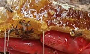 云南无添加纯蜂蜜 专业滋补品商家指南缩略图